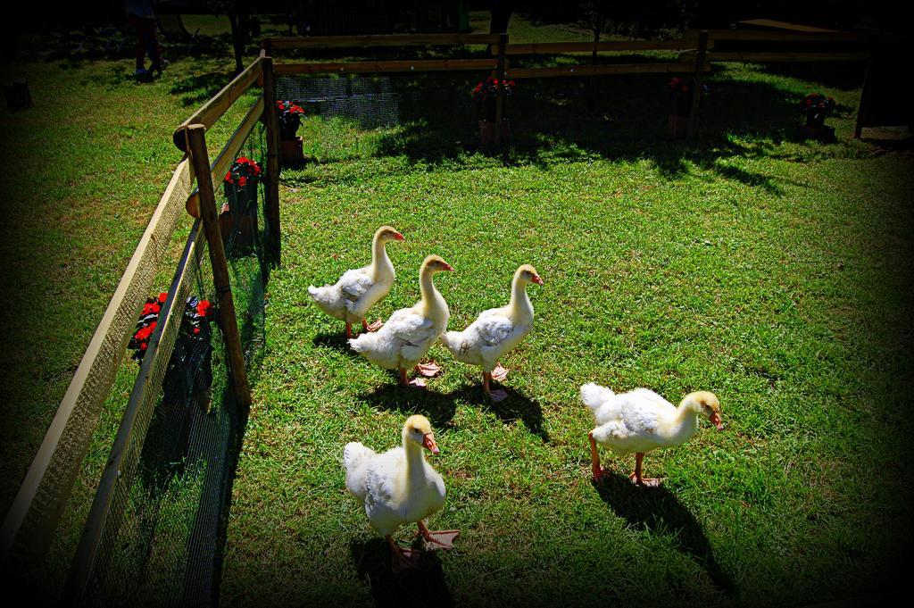 Agriturismo Borgovecchio Romans d'Isonzo Eksteriør bilde